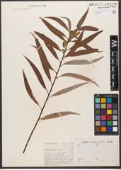 Foto von Salix woodii Seemen